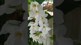 Snowy Cascades The White Thunbergia Grandiflora [upl. by Maurise]