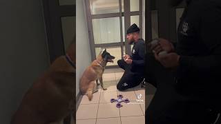 Méthode Alfred ✅ chien malinoi dog chiens animaux shortvideo [upl. by Naarah]