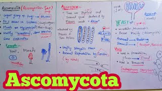 Ascomycota  Ascomycetes SacFungi  Biology 11th  Chapter 8 Fungi [upl. by Bound101]