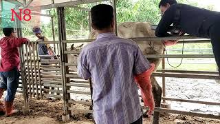 The doctor climbs the bar to examine the cowsដុកទ័រឡើងរនាំងពិនិត្យគោ animals cow farm farmlif [upl. by Essilec]