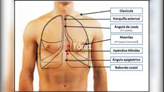El Tórax Dolencias Físicas [upl. by Odin]