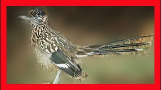 Greater Roadrunner Song Greater Roadrunner Call Correcaminos Grande CantoGeococcyx Californianus [upl. by Meneau]