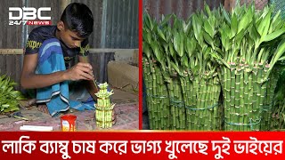 গাইবান্ধায় বানিজ্যিকভাবে চাষ হচ্ছে লাকি ব্যাম্বু  DBC NEWS Special [upl. by Karmen]