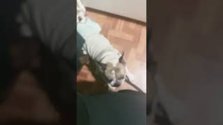 Aquí el muchacho recibiendo a papi music beats timelapse dog funny noesloqueparece [upl. by Adena941]