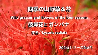 四季の山野草＆花2024シリーズNo7彼岸花ヒガンバナ 学名：Lycoris radiata [upl. by Nac569]