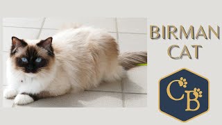 Birman Sacred Birman cat 😺 In detail [upl. by Htnamas]