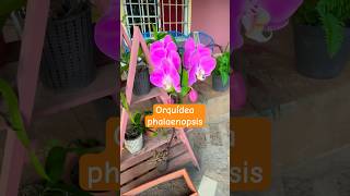 COMO cuidar tus ORQUÍDEAS PHALAENOPSIS guía para principiantes plantas flores floresnaturales [upl. by Alieka]