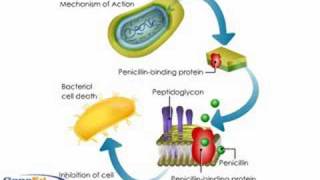 Penicllin mechanism of action [upl. by Avigdor]