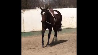 DGS Buckeye Grove  2021 AQHAAPHASPB Gelding  32023 Lunging Round Pen [upl. by Ajile403]