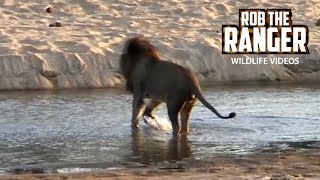 Injured Male Lion Crossing The River [upl. by Anawt804]