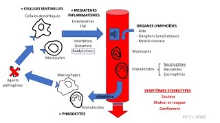 Réaction inflammatoire RIA et immunité innée [upl. by Schiro]