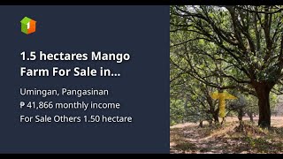 15 hectares Mango Farm For Sale in Umingan Pangasinan [upl. by Mattland]