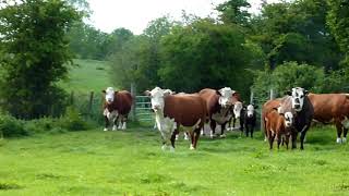 Hereford Cattle [upl. by Aicillyhp592]