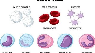 total leukocytes count  dlc cells neutrophils [upl. by Ecire385]