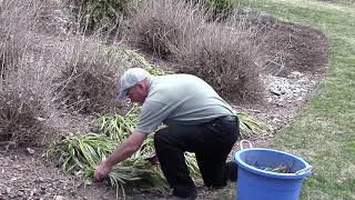 Best Ways How to Trim Liriope Lilyturf in early spring [upl. by Readus118]