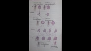 Detection Of Linkage  Genetics [upl. by Domenic412]