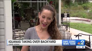 Cape Coral woman battling dozens of iguanas invading her home [upl. by Cordelie]