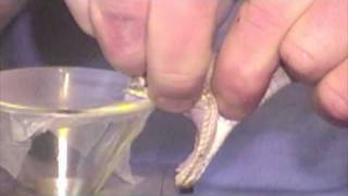 Venom extraction from prairie rattlesnakes Crotalus viridis viridis [upl. by Dreda]