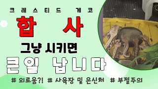 크레스티드 게코 합사하기 전에 꼭 봐야할 영상 [upl. by Elrod]