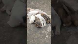 Chota bacha jaancutpuppiesdogloverforlife shortsvideo [upl. by Aggappora424]