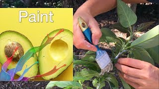 Why Paint Avocado Trees  Sunscreen for Avocados [upl. by Laurella]