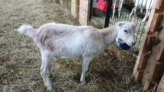 The Hay Bale fix worked good the little goats were disappointed vlog390 [upl. by Amilas]