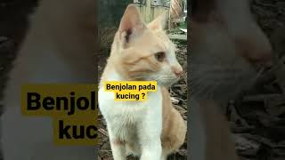 BENJOLAN PADA KUCING [upl. by Alur]