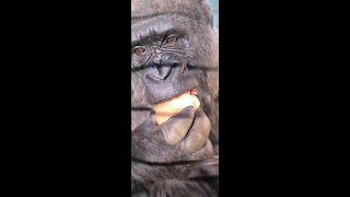 Gorillas Eating And Playing [upl. by Yllak]