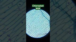 Chloroplast WM Under Microscopeshorts [upl. by Xela95]