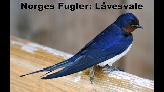 Norges Fugler Låvesvale [upl. by Aisul]