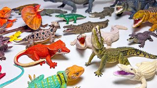 Lizards VS Crocodiles  Alligators Iguana Komodo Dragons Gecko Indian Gharial Caiman Chameleon [upl. by Torr]