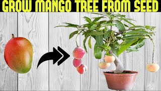 How To Grow a Mango Tree From Seed  SEED TO HARVEST [upl. by Anairb]