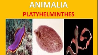 Platyhelminthes  Biologi kelas 10 [upl. by Immat205]