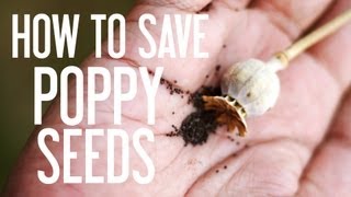 How to Save Poppy Seeds [upl. by Cas826]