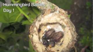 Hummingbird Babies Birth to Fledging the Nest  First Flight  Amazing [upl. by Ainosal908]