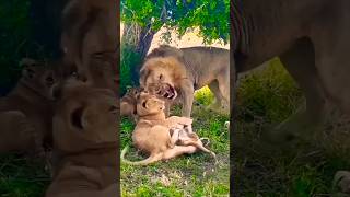 Lorkulup disciplinando a sus cachorros Black Rock Male Lion and Cubs lion leão short safari [upl. by Eyram]