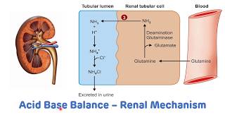 Renal Mechanism For The Regulation of pH  Acid Base Balance [upl. by Yobybab691]