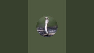 Snake catcher is live [upl. by Feldman]