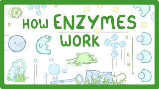 GCSE Biology  What are Enzymes [upl. by Ahsinyar]