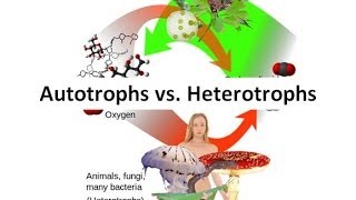 Autotrophs vs Heterotrophs [upl. by Britni]