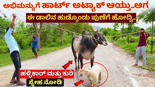 ಒಂದೇ ತಟ್ಟೆಯಲ್ಲಿ ತಿನ್ನೋ ಅಣ್ಣ ತಮ್ಮ Hallikar Bull in Karnataka hallikar hori in Kannada cow and sheep [upl. by Osrock]