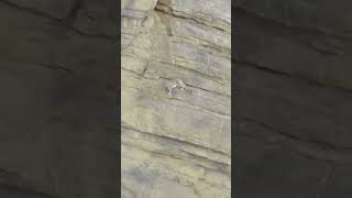 Snow Leopard Falls Down From Clif [upl. by Shelli]