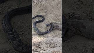 🐍🦎Black Cobra Snake and Monitor Lizard are bitting each other for their survivalsnakeshortlizard [upl. by Eissen255]