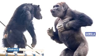 Gorilla Shows Off His Strength To Chimpanzees  The Shabani Group [upl. by Sherm715]