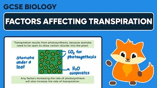 Factors Affecting Transpiration  GCSE Biology [upl. by Senior]