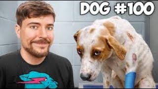 I Saved 100 Dogs From Dying  Mr Beast World [upl. by Aikemahs]