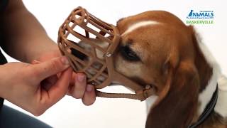 How to Introduce Your Dog to the Baskerville Classic Muzzle [upl. by Stanislaus]