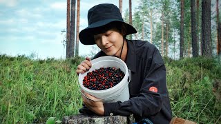 SelfSufficiently in Finland  Harvesting Endless Wild Blueberries in the Finnish Forest [upl. by Nilrev]