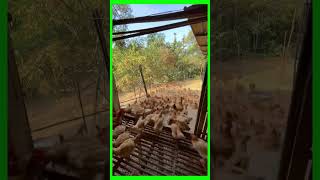 New day for chickens organic to go eat [upl. by Zusman]