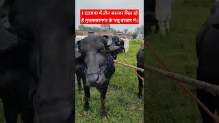 तीनों जानवरों के अलगअलग रेट मांगे  Asked for different rates for the three animals [upl. by Bronny]